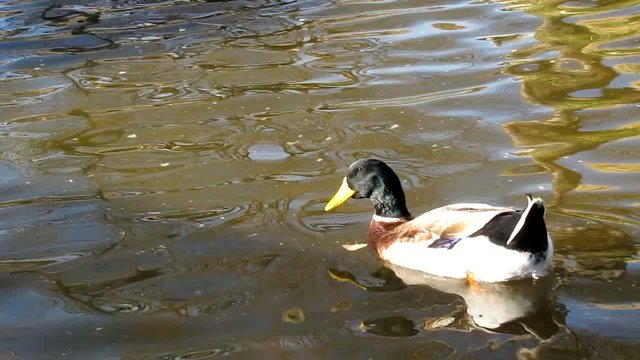 Canard colvert dans un bassin de jardin public