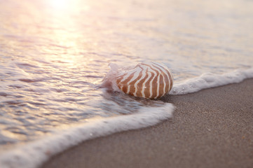 nautilus shell in the sea wave and sunrise light
