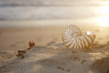 nautilus shell on beach  under golden tropical sun beams