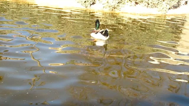 Canard colvert