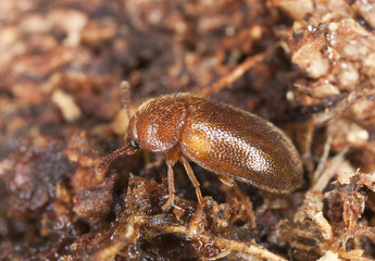 Small beetle on wood, extreme close-up