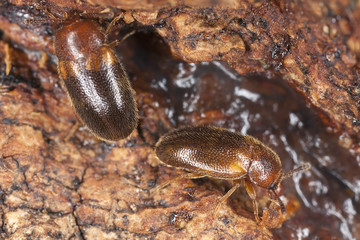 Small beetles feeding on sap, extreme close-up