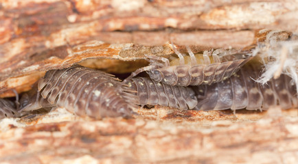 Woodlouses on wood, extreme close-up