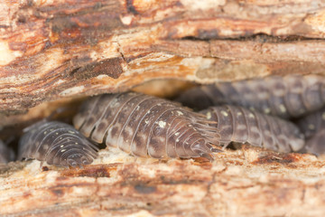 Fototapeta premium Woodlouses on wood, macro photo