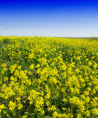 Canola field