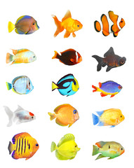 Great collection of a tropical fish on a white background.