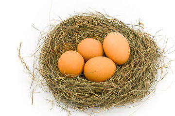 Eggs in Nest