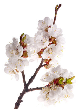light sakura branch on white