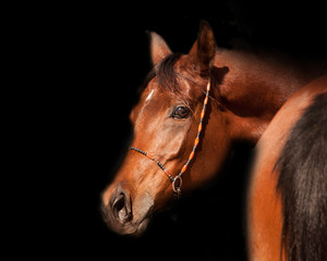 Bay arabian horse portrait