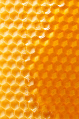 fresh honey in comb