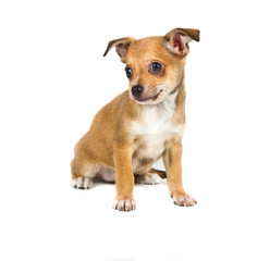 chihuahua puppy in front of a white background