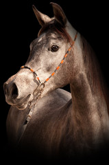 Close-up of a grey arabian horse