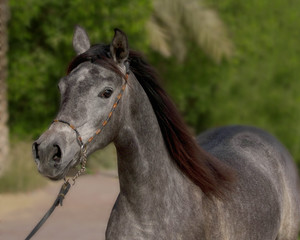 Obraz premium Grey arabian horse
