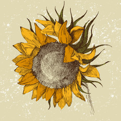 Fototapeta premium ręcznie rysowane słonecznik