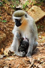 Vervet monkey with a baby, Entebbe Botanical Garden, Uganda