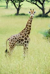Rothschild giraffe, Murchison Falls National Park (Uganda)