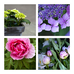 pivoine, hortensia, plante, fleur, jardin, végétal, vert