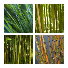 Equisetum, bambou, plante aquatique, jardin, vert, tige