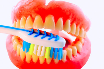 Artificial teeth and toothbrush