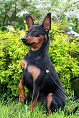 Miniature Pinscher