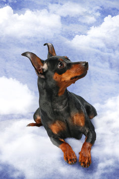 Miniature Pinscher