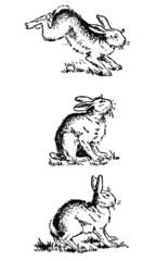 Trois lapins
