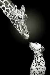 Crédence de cuisine en verre imprimé Girafe Spots liés