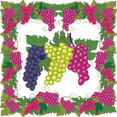 grapes