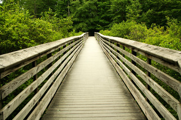 Wooden bridge through the forest