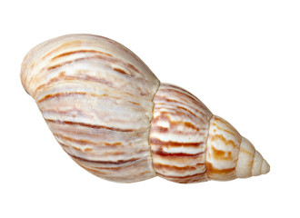 seashel sea life marine