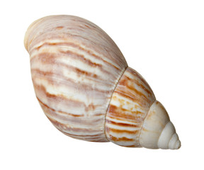 seashel sea life marine