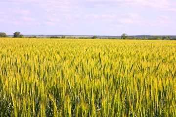 A wheat