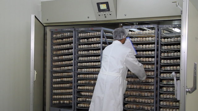 Farmer controls chicken eggs in incubator