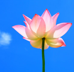 Beautiful pink lotus