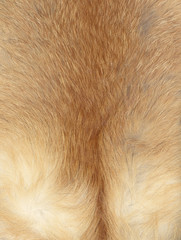 Fur of a fox
