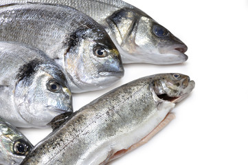 Lubina,doradas y trucha.