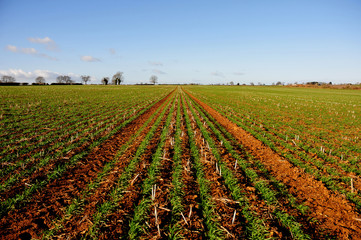 View of planted fields by D'Arcy Dalton Way