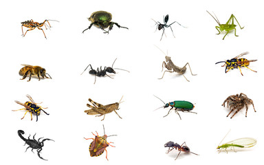 Set of insects isolated on white background