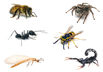 insects collection