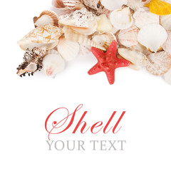 Sea shell  isolated on a white