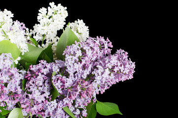 The beautiful lilac on black background