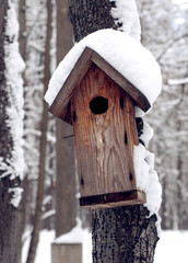 Feeder for birds in winter forest