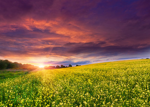 Summer Landscape with a field of yellow flowers. Sunset