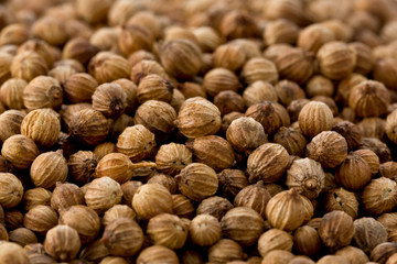 Coriander Seeds (Coriandrum sativum)