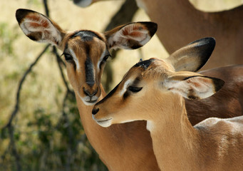 jeune impala