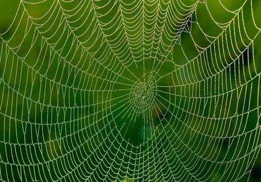 Spider web with water drops
