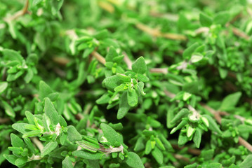 thyme