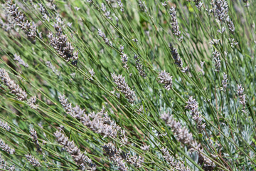 Fiori di lavanda secchi - Dried lavender flowers