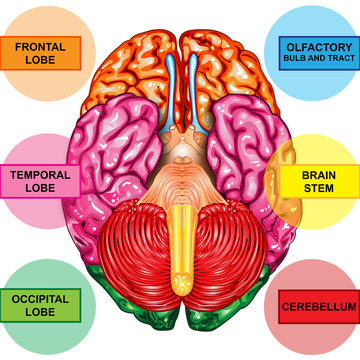 Human brain underside view