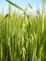 Oats, Avena, against the background of wheat, Triticum